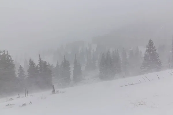 Paisaje invernal con abetos en ventisca nevada, y sendero de trekking en el bosque — Foto de Stock