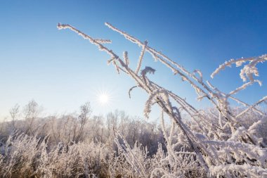 Güzel kış manzarası kapsamındaki frost, donmuş nehir boyunca ağaçlar ile
