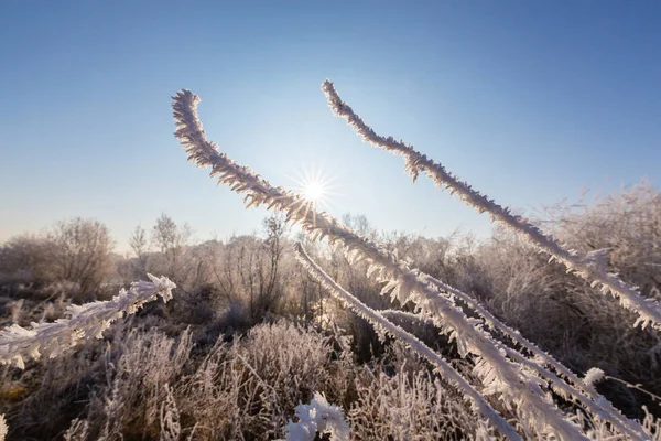 Bela paisagem de inverno com árvores cobertas por geada, ao longo do rio congelado — Fotografia de Stock