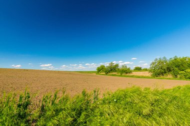 Bahar, sonsuz ufuk, reed bitkiler doğal Göl boyunca parlak renkler ile soyut kırsal manzara
