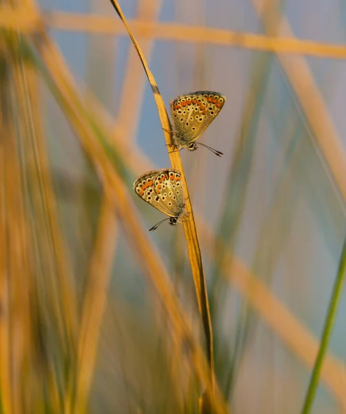 明るい晴れた日に 秋の田舎の草原で美しい蝶 — ストック写真