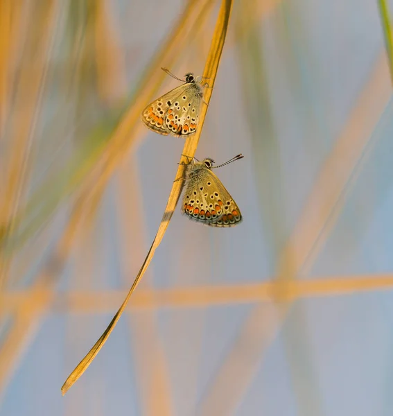 Bela Borboleta Prado Rural Outono Dia Ensolarado Brilhante — Fotografia de Stock