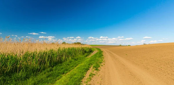 Bahar, sonsuz ufuk, reed bitkiler doğal Göl boyunca parlak renkler ile soyut kırsal manzara
