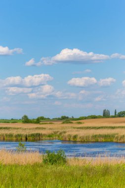 Bahar, sonsuz ufuk, reed bitkiler doğal Göl boyunca parlak renkler ile soyut kırsal manzara