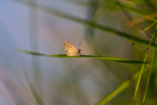 Schöner Schmetterling Auf Einer Bäuerlichen Wiese Herbst Einem Sonnigen Tag — Stockfoto