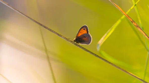 Bela Borboleta Prado Rural Outono Dia Ensolarado Brilhante — Fotografia de Stock