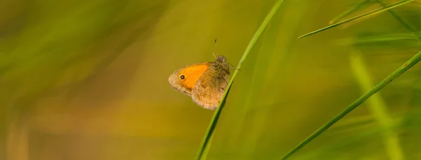 Bela Borboleta Prado Rural Outono Dia Ensolarado Brilhante — Fotografia de Stock