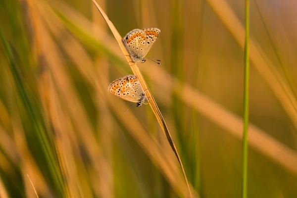 Gyönyörű Pillangó Egy Vidéki Rét Ősszel Egy Ragyogó Napsütéses Napon — Stock Fotó