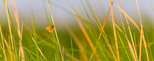 Piękny Motyl Wiejskiej Łące Jesienią Jasnym Słonecznym Dniu — Zdjęcie stockowe