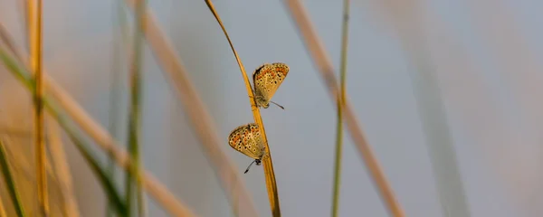 Hermosa Mariposa Prado Rural Otoño Día Soleado Brillante — Foto de Stock