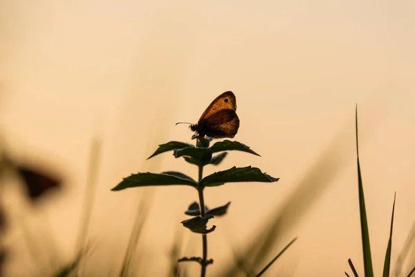 Beau Papillon Dans Une Prairie Rurale Automne Par Une Journée — Photo