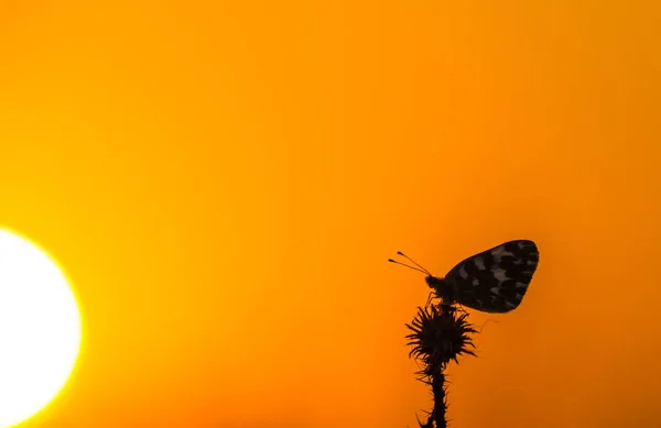 Piękny Motyl Wiejskiej Łące Jesienią Jasnym Słonecznym Dniu — Zdjęcie stockowe