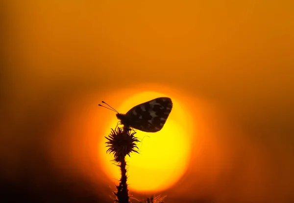 Beau Papillon Dans Une Prairie Rurale Automne Par Une Journée — Photo