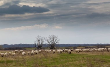 Pastoral spring scenery with flock of sheep and goats in a remote rural region in Europe