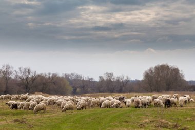 Pastoral spring scenery with flock of sheep and goats in a remote rural region in Europe