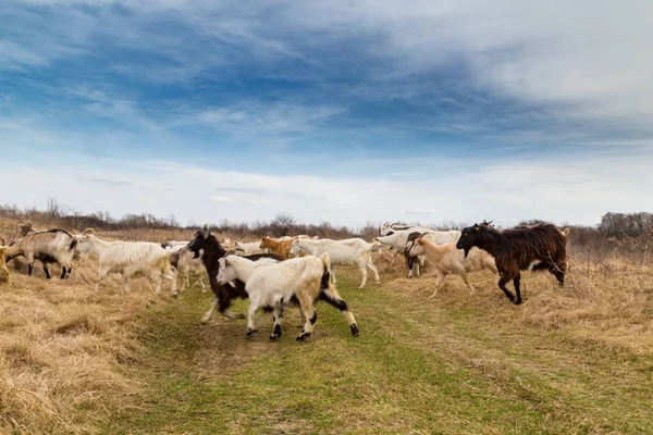 Pastoral spring scenery with flock of sheep and goats in a remote rural region in Europe