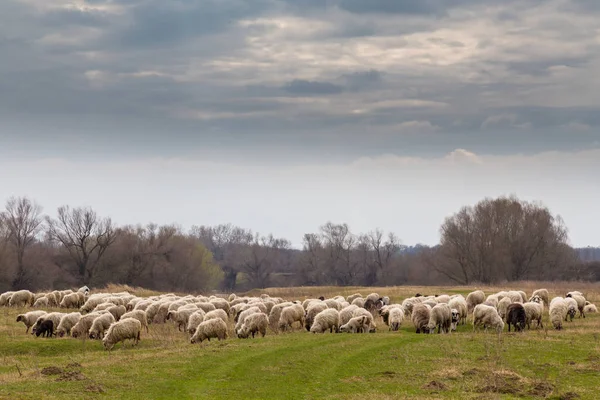 Pastoral Spring Scenery Flock Sheep Goats Remote Rural Region Europe — Foto de Stock