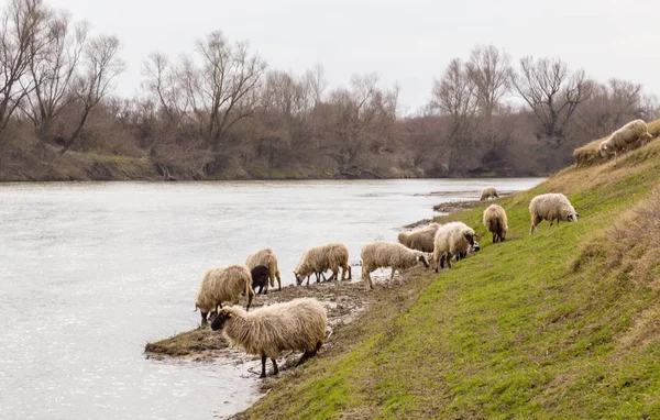 Pastoral Spring Scenery Flock Sheep Goats Remote Rural Region Europe — Foto de Stock