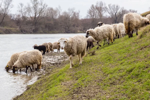 Pastoral Spring Scenery Flock Sheep Goats Remote Rural Region Europe — Φωτογραφία Αρχείου