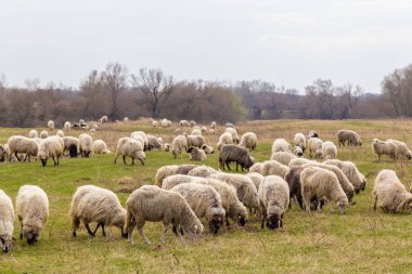 Pastoral spring scenery with flock of sheep and goats in a remote rural region in Europe