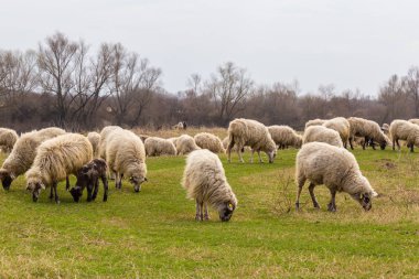 Pastoral spring scenery with flock of sheep and goats in a remote rural region in Europe