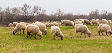 Pastoral spring scenery with flock of sheep and goats in a remote rural region in Europe
