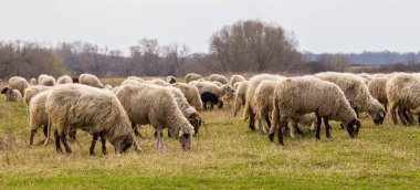 Pastoral spring scenery with flock of sheep and goats in a remote rural region in Europe
