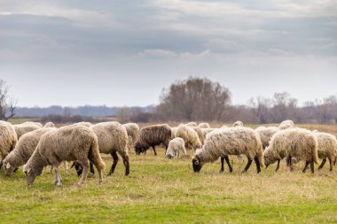 Pastoral spring scenery with flock of sheep and goats in a remote rural region in Europe
