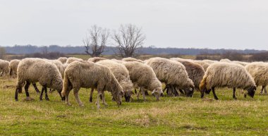 Pastoral spring scenery with flock of sheep and goats in a remote rural region in Europe