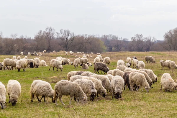Pastoral Spring Scenery Flock Sheep Goats Remote Rural Region Europe — Foto de Stock