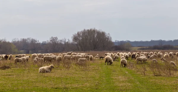 Pastoral Spring Scenery Flock Sheep Goats Remote Rural Region Europe — Φωτογραφία Αρχείου