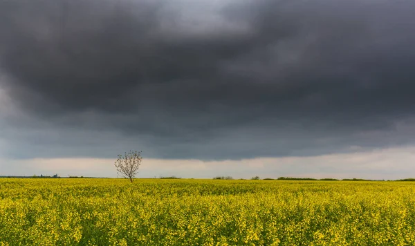 불길 한 폭풍 구름과 유럽 농촌 지역에서 카 놀라 필드 — 스톡 사진