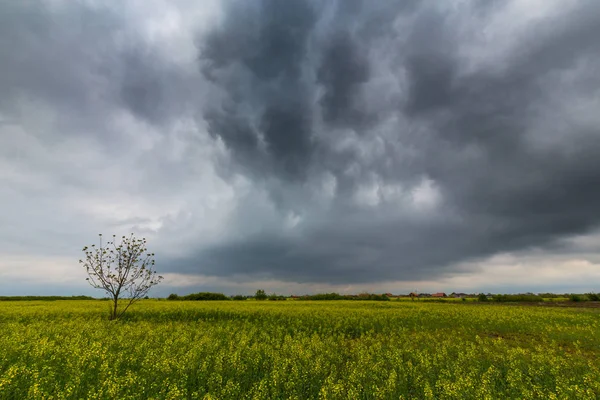 불길 한 폭풍 구름과 유럽 농촌 지역에서 카 놀라 필드 — 스톡 사진
