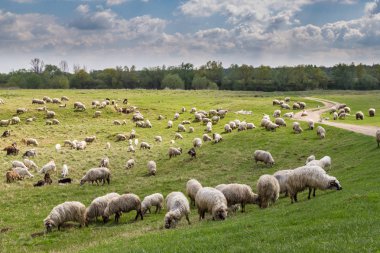Koyun ve keçi nehir boyunca sürüsü ile pastoral sahne