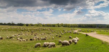 Koyun ve keçi nehir boyunca sürüsü ile pastoral sahne