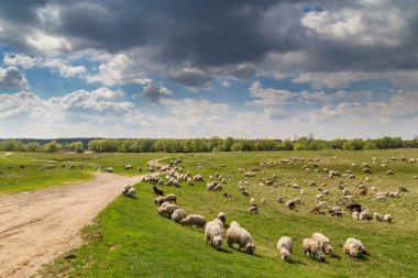 Koyun ve keçi nehir boyunca sürüsü ile pastoral sahne