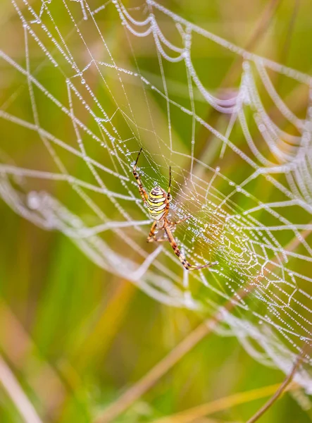 Aranha de vespa, Argiope, teia de aranha coberta por gotas de água e orvalho matinal — Fotografia de Stock