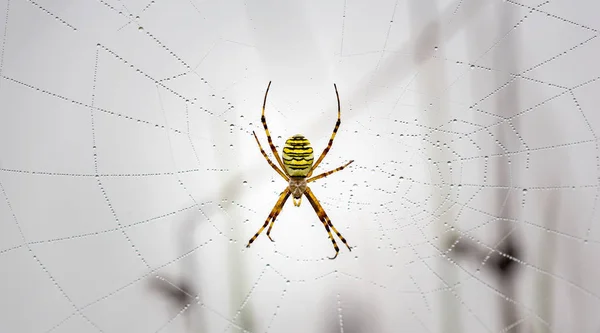 Wasp spider, Argiope, spider web covered by water droplets and morning dew — Stock Photo, Image