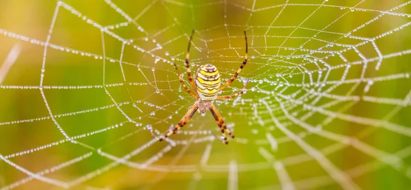 Guêpe araignée, Argiope, toile d'araignée couverte de gouttelettes d'eau et rosée du matin — Photo