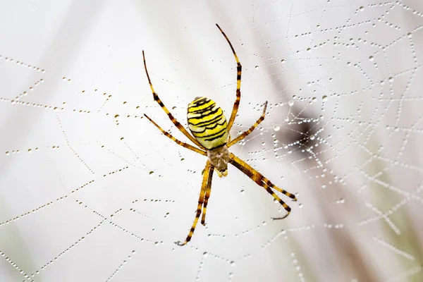 Araña avispa, Argiope, telaraña cubierta por gotitas de agua y rocío matutino — Foto de Stock