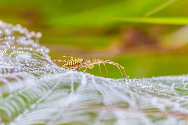 Araña avispa, Argiope, telaraña cubierta por gotitas de agua y rocío matutino — Foto de Stock