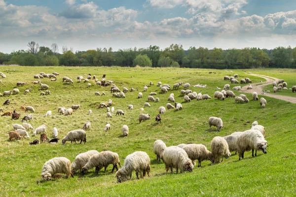 Paisaje pastoral con manada de ovejas y cabras a lo largo de la orilla del río — Foto de Stock