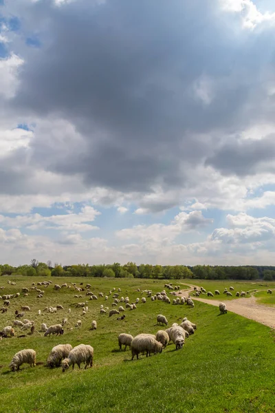 Paisaje pastoral con manada de ovejas y cabras a lo largo de la orilla del río — Foto de Stock