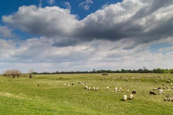 Paisaje pastoral con manada de ovejas y cabras a lo largo de la orilla del río — Foto de Stock