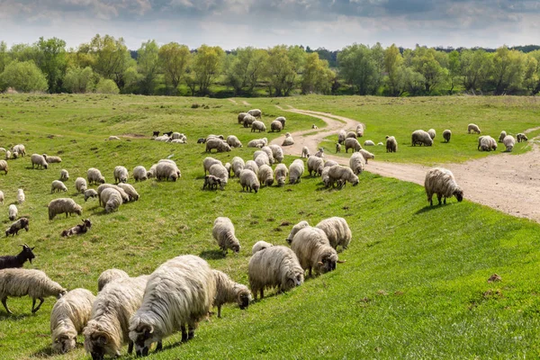 Paisaje pastoral con manada de ovejas y cabras a lo largo de la orilla del río — Foto de Stock