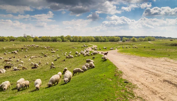 Paisaje pastoral con manada de ovejas y cabras a lo largo de la orilla del río — Foto de Stock