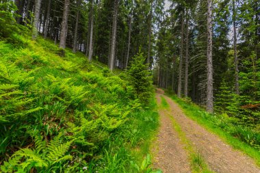 Güzel alp sahne Romen Alpleri'nde bahar