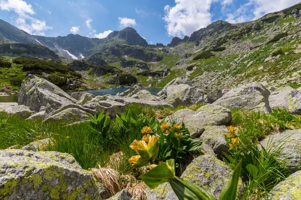 Bellissimo Scenario Alpino Nelle Alpi Rumene Primavera — Foto Stock