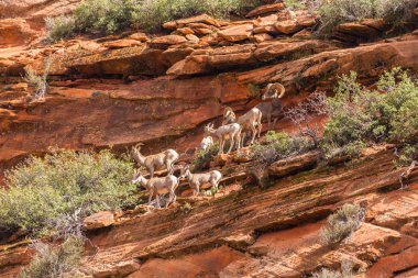 Kırmızı kaya oluşumları ile güzel sahne Zion National Park