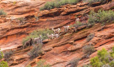 Kırmızı kaya oluşumları ile güzel sahne Zion National Park